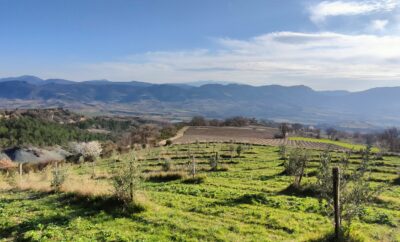 Découverte des oliviers de ma région